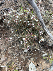 (c) Scott Cave, some rights reserved (CC BY) Lobularia canariensis, photograph (c) Scott Cave, some rights reserved (CC BY)