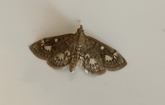 Anania coronata