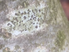 Lecidella elaeochroma