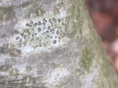 Lecidella elaeochroma