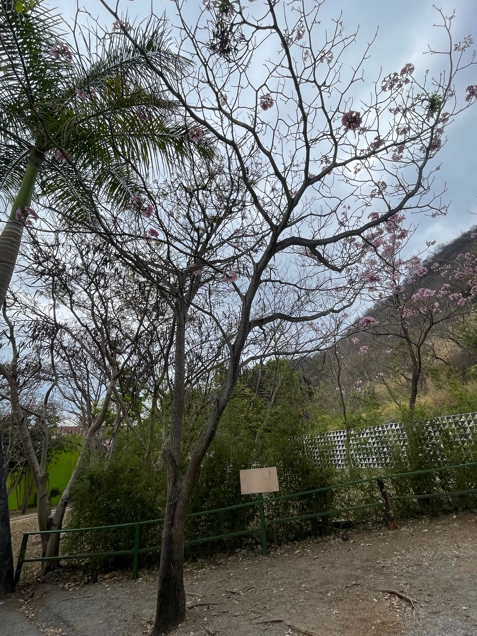 Foto de Tabebuia rosea (Bertol.) Bertero ex A.DC.