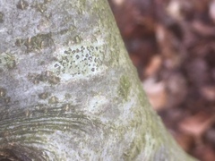 Lecidella elaeochroma