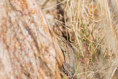 Uta stansburiana stansburiana