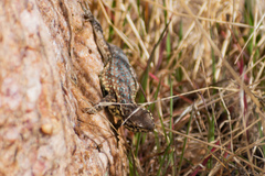 Uta stansburiana stansburiana