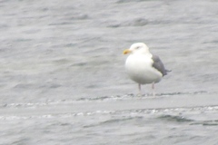 Larus argentatus × marinus
