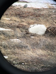 Lepus arcticus