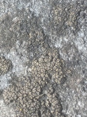 Placopyrenium fuscellum