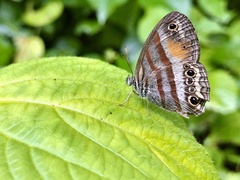 Cissia pseudoconfusa