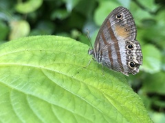 Cissia pseudoconfusa