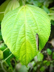Cissia pseudoconfusa