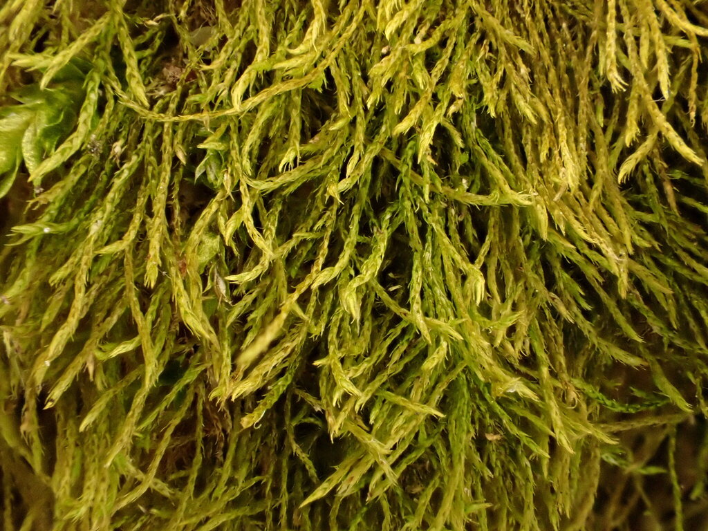 Microamblystegium