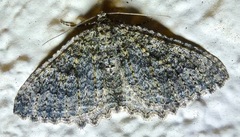 Triphosa californiata