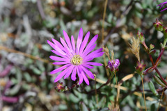 Lampranthus falcatus