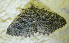 Triphosa californiata