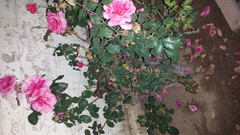 Rosa