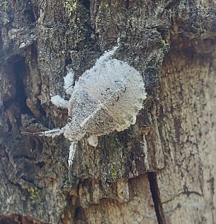 Pseudatelus Raptorius Pseudatelus from Greater Cradle Nature Reserve on March 27, 2026 at 11: ...