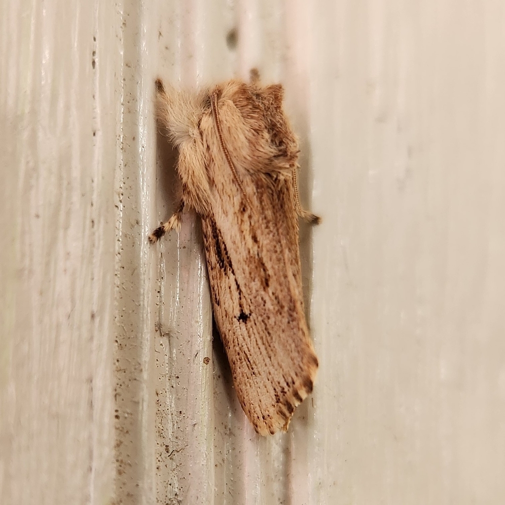 Acrolophus schistodes