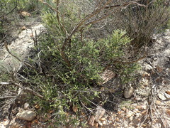 Phylica purpurea pearsonii