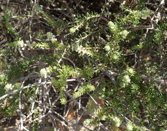 Phylica purpurea pearsonii