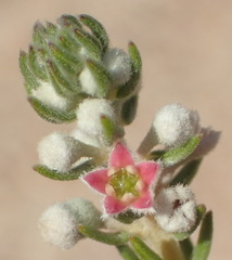 Phylica purpurea pearsonii