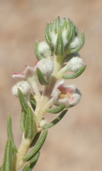 Phylica purpurea pearsonii
