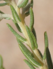 Phylica purpurea pearsonii