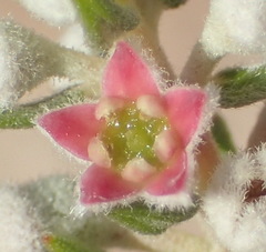 Phylica purpurea pearsonii