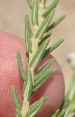 Phylica purpurea pearsonii