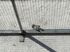 Sciurus carolinensis