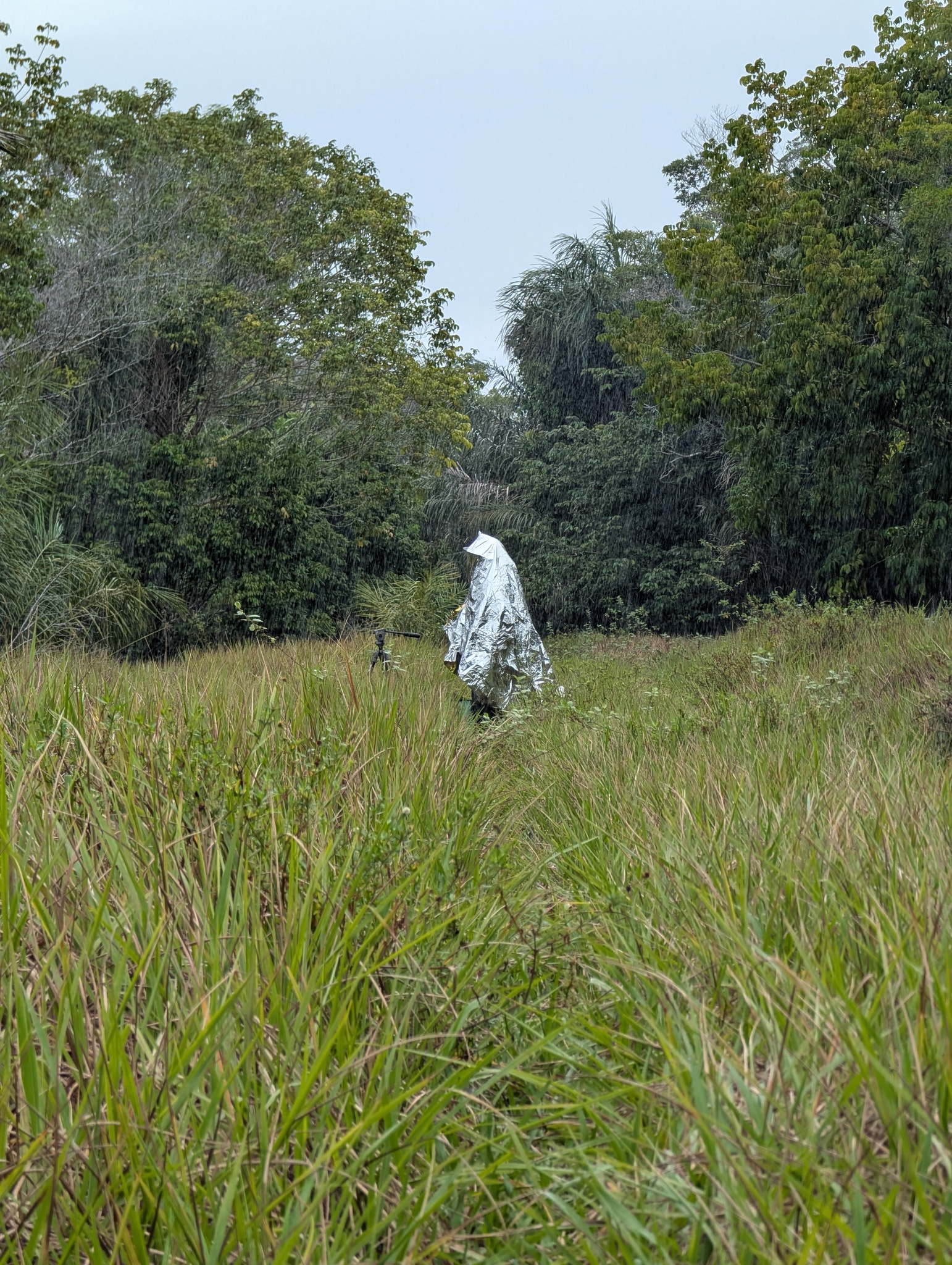 Imagem de Grama-seda