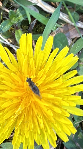 Unknown species found near Ewing, VA, US