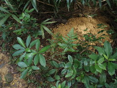 Manis pentadactyla pentadactyla