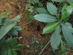 Manis pentadactyla pentadactyla