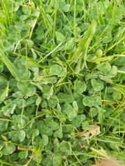 Trifolium subterraneum