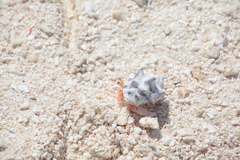 Coenobita perlatus
