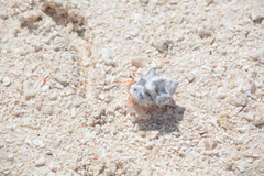 Coenobita perlatus