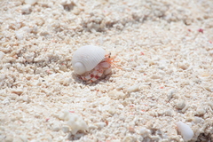 Coenobita perlatus
