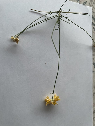 Avistamiento Genista umbellata