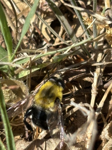 Unknown species found near N Lindsay Ave, Oklahoma City, OK, US