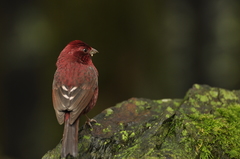 Carpodacus formosanus