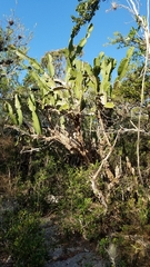 Dendrocereus undulosus