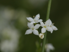 Galium pumilum