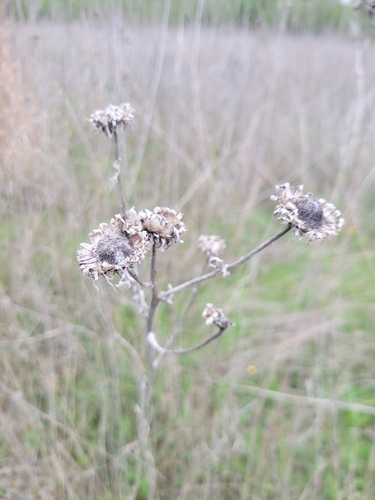 Spanish Gold (Grindelia ciliata)