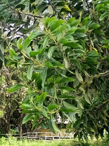 Hickory Wattle (Acacia mangium)