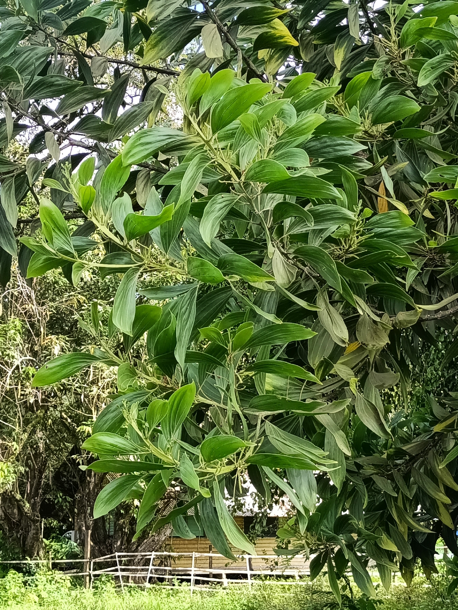 Hickory Wattle (Acacia mangium)