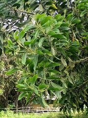 Hickory Wattle (Acacia mangium)