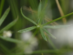 Galium pumilum