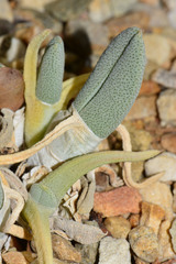 Cheiridopsis delphinoides