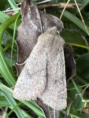 Small Quaker