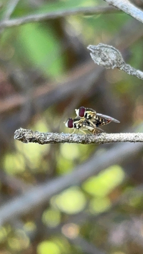 Unknown species found near Friar Tuck Rd, Fayetteville, GA, US